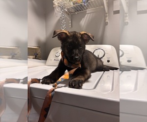 German Shepherd Dog Puppy for sale in ALTAMONTE SPRINGS, FL, USA
