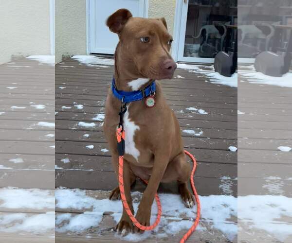 Medium Photo #9 American Pit Bull Terrier-Labrador Retriever Mix Puppy For Sale in Minneapolis, MN, USA
