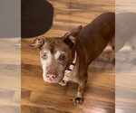 Small #1 American Pit Bull Terrier Mix