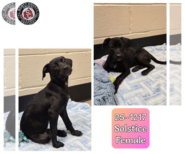 Medium Photo #3  Puppy For Sale in , 
