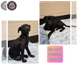 Labrador Retriever-Unknown Mix Dogs for adoption in Georgetown, KY, USA