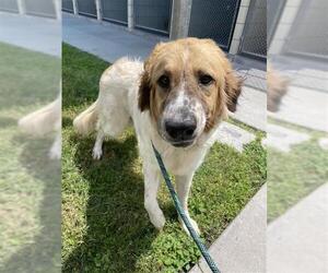 Australian Shepherd-Unknown Mix Dogs for adoption in Corpus Christi, TX, USA