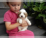 Puppy 4 Goldendoodle (Miniature)