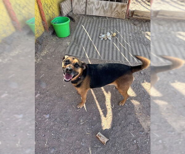 Medium Photo #6 Beagle-Unknown Mix Puppy For Sale in Williamsburg, NM, USA