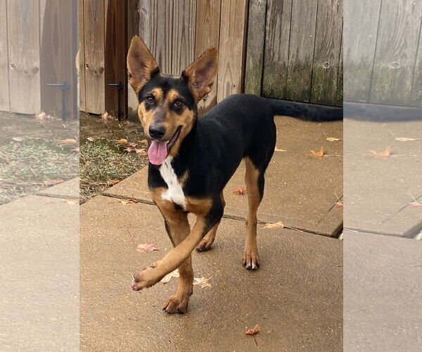 Medium Photo #2 Mutt Puppy For Sale in Hillsboro, MO, USA