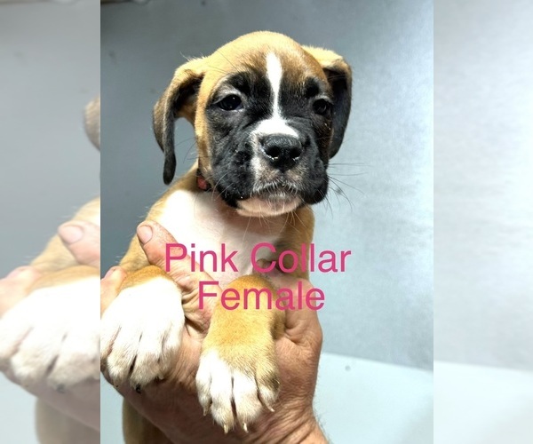 Medium Photo #1 Boxer Puppy For Sale in LAURENS, SC, USA