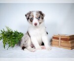 Small Photo #10 Border Collie Puppy For Sale in CONWAY, MO, USA