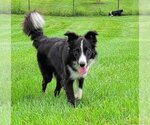 Small Photo #20 Border Collie Puppy For Sale in Highland, IL, USA