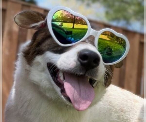 Medium Photo #8 German Shepherd Dog-Unknown Mix Puppy For Sale in Arlington, VA, USA