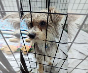 Mutt Dogs for adoption in Mukwonago, WI, USA