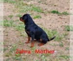 Small Photo #2 Rottweiler Puppy For Sale in ROCKFORD, MI, USA