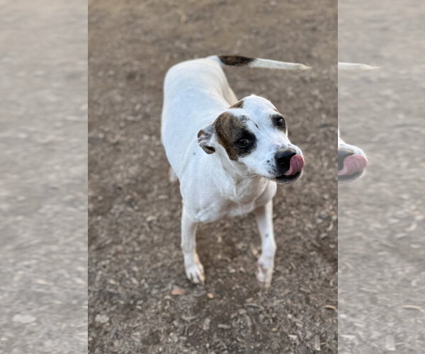 Medium Photo #5 American Pit Bull Terrier-Unknown Mix Puppy For Sale in Corning, AR, USA
