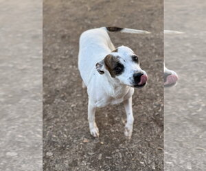 Radar - Female American Pit Bull Terrier-Unknown Mix Dog for Adoption - Photo #5