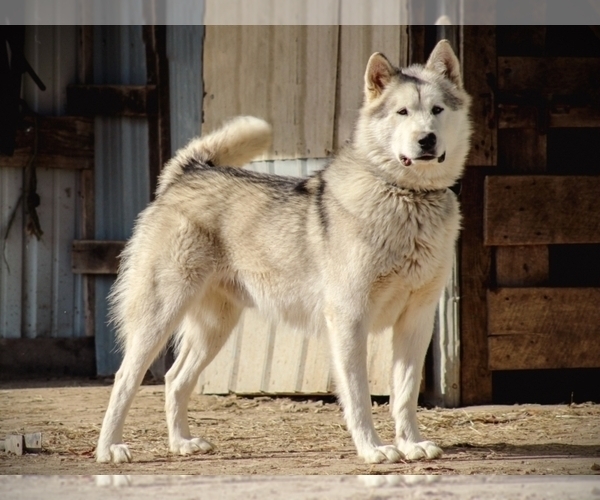 Medium Photo #1 Alaskan Husky Puppy For Sale in LIBERTY, KY, USA