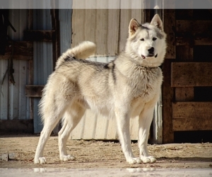 Father of the Alaskan Husky puppies born on 05/25/2022