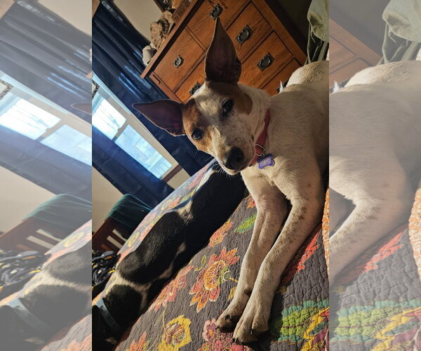 Medium Photo #1 - Mix Puppy For Sale in Thomasville, NC, USA