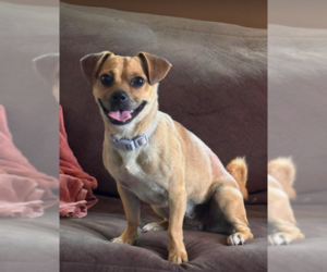 Chug Dogs for adoption in Cranston, RI, USA