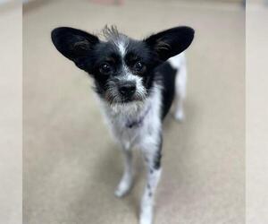 Chihuahua-Unknown Mix Dogs for adoption in Aurora, CO, USA