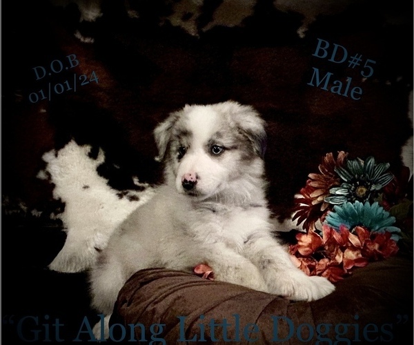Medium Photo #6 Australian Shepherd Puppy For Sale in BLACKSBURG, VA, USA