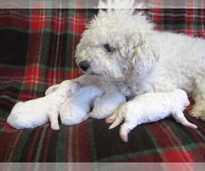Mother of the Bichon Frise puppies born on 04/08/2022