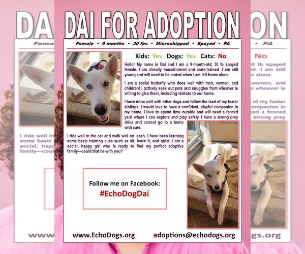 Medium Photo #3 - Mix Puppy For Sale in Hoffman Estates, IL, USA