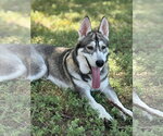 Small Siberian Husky