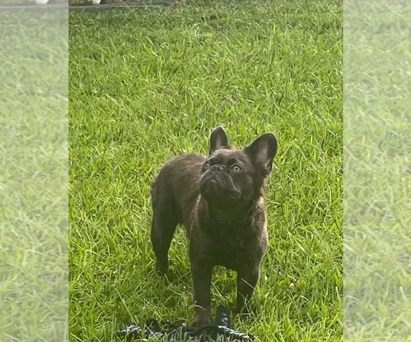 Medium Photo #8 French Bulldog Puppy For Sale in FAIRBURN, GA, USA