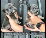Small Photo #11 Bulldog Puppy For Sale in CYPRESS, TX, USA
