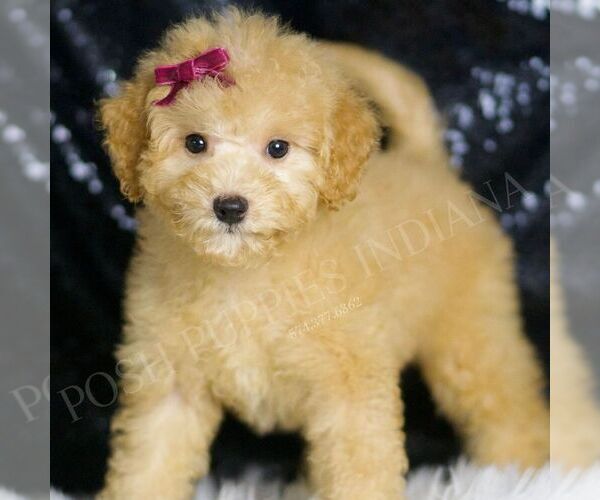 Medium Photo #2 Goldendoodle (Miniature) Puppy For Sale in WARSAW, IN, USA