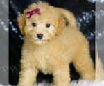 Small #1 Goldendoodle (Miniature)
