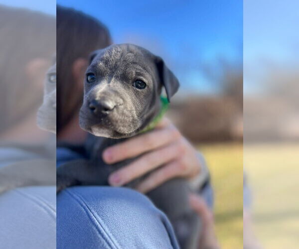 Medium Photo #4 Mutt Puppy For Sale in OKLAHOMA CITY, OK, USA