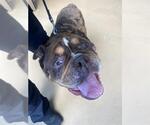 Small American Bulldog
