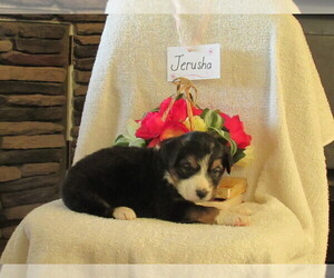Border Collie-English Shepherd Mix Puppy for sale in SHILOH, OH, USA