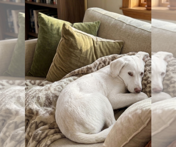 Medium Photo #3 Labrenees Puppy For Sale in Genesee, WI, USA