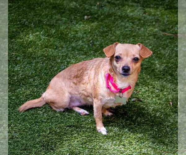 Medium Photo #5 Chihuahua-Unknown Mix Puppy For Sale in Kennesaw, GA, USA