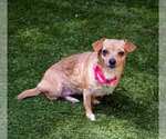 Small #4 Chihuahua Mix