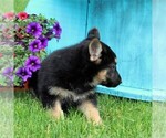 Small Photo #3 German Shepherd Dog Puppy For Sale in PEACH BOTTOM, PA, USA