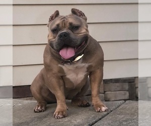Mother of the American Bully Mikelands  puppies born on 11/25/2019