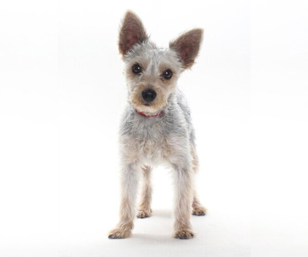 Medium Photo #1 Mutt Puppy For Sale in Burbank, CA, USA