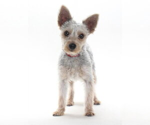 Mutt Dogs for adoption in Burbank, CA, USA