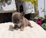 Small #9 French Bulldog