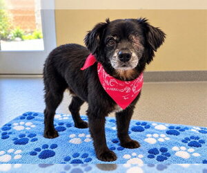 Pekingese Dogs for adoption in Orange, CA, USA