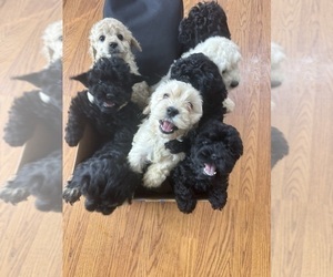Cockapoo (Miniature) Litter for sale in MURFREESBORO, TN, USA