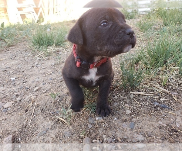 Medium Photo #1 Cane Corso Puppy For Sale in TRINIDAD, CO, USA