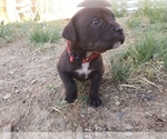 Small Photo #1 Cane Corso Puppy For Sale in TRINIDAD, CO, USA