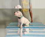Small Photo #47 Dogo Argentino Puppy For Sale in BROOMALL, PA, USA