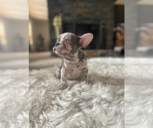 French Bulldog Puppy for sale in PORTLAND, OR, USA