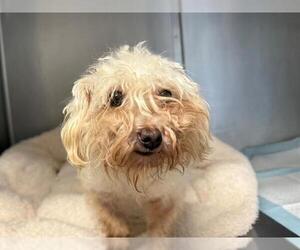 Maltese Dogs for adoption in San Clemente, CA, USA