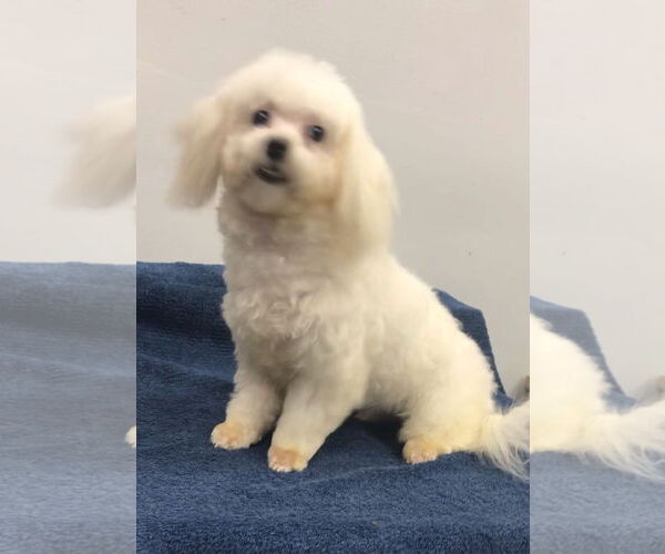 Medium Photo #4 Maltese Puppy For Sale in Lincolnwood, IL, USA