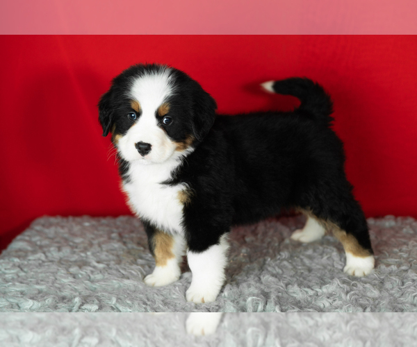 Medium Photo #43 Bernese Mountain Dog Puppy For Sale in MILLERSBURG, IN, USA